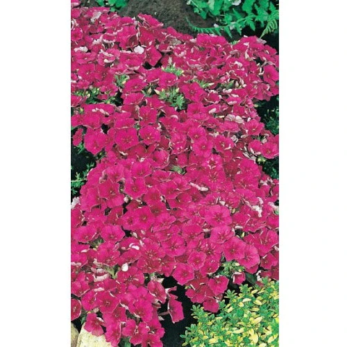 Семена Флокс Друммонда Красотка в Малиновом 0,1гр (УД) Е/П